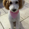 KOA- Super Cute 6 month Old Goldendoodle