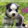 Siberian Husky Female Jolene
