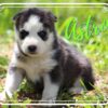 Siberian Husky Male Astro