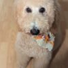 Cocoa AKC Apricot Standard Poodle