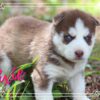 Siberian Husky Female Pixie