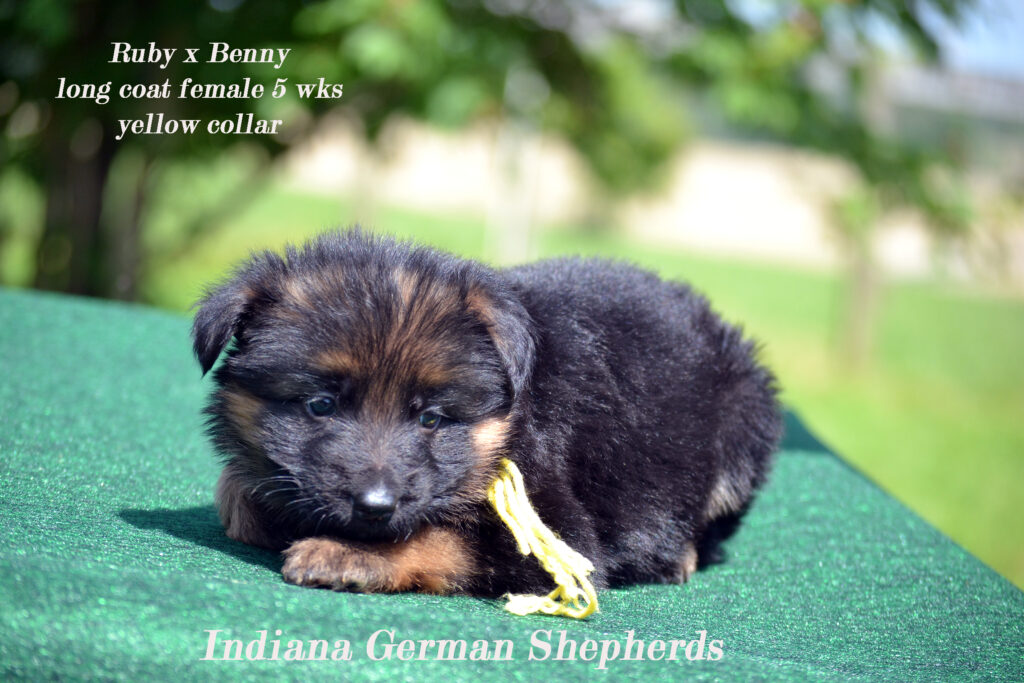 West German showline bloodlines PuppyList