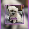 female shichi puppies