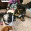 Yorkie puppies – males