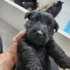 Scottish Terrier (Girl).