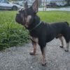 Rehoming family Frenchie