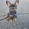 Rare Color French bulldog