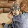 Mini Dachshund Blue Bell Rare Color