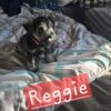 Reggie