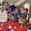 Adorable Pomeranian Puppies!