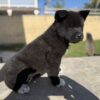 Akita Puppy