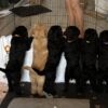 GoldenDoodle ready fora home unique black doodles