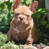 Micro American Bully Little Grizz