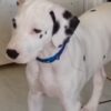Dalmatian puppies for sale AKC in Fort Lauderdale,Fl 13 weeks old
