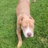 Ghost Lion Bullies Sweet Miss Merle