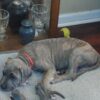 Corso pitbull mix