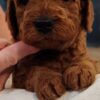 Miniature Goldendoodle F1B Male