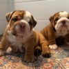 DR BULLDOGS