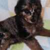 Adorable Aussiedoodle Pups