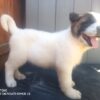 Akita puppies