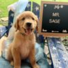 AKC Golden Retriever
