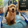 AKC Golden Retriever