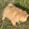 loving Pomeranian puppy looking for his furver home