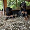 Doberman pups