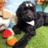 Goldendoodle Puppy Trained & Socialized