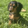AKC Dachshund