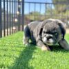 “ROCKY” – FLUFFY ENGLISH BULLDOG! TOP OF THE LINE IN EXOTIC EB!