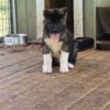 Akita Puppies