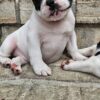 Ukranian Lineage French Bulldog
