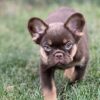 Chunky the Full Fluffy French Bulldog Puppy