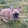 Comet the French Bulldog Puppy