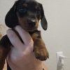 Mini Dachshund – Black/Tan