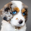Dot: Elite Tri-colored, Blue Eyed, F1 Cavapoo Puppy – $4,500