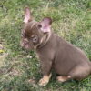Godiva the French Bulldog Puppy