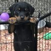 Akc registered Rottweiler puppies