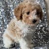 Toy Goldendoodle