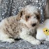 Toy goldendoodle