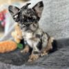 Male French Bulldog