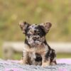 Female French Bulldog