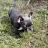 Galaxy the French Bulldog Puppy
