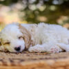 Munchkin: Elite Blenheim F1 Cavapoo Puppy – $3,990