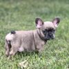 Ophelia the French Bulldog Puppy