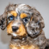 Ozzy: Blue Merle Phantom F1 Cavapoo Puppy – $4,500