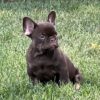 Reese the French Bulldog Puppy