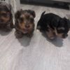AKC Registered Purebred Teacup Yorkie Puppies