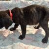 Beautiful Cane Corso Baby Girl